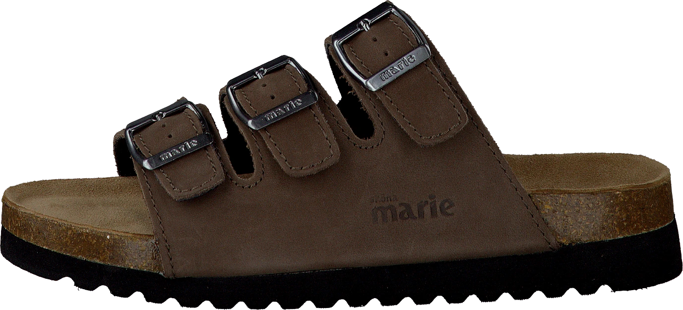 Shell Brown 1 Shell Brown